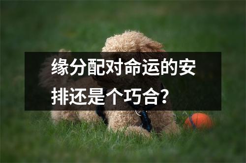 缘分配对命运的安排还是个巧合？