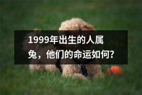 1999年出生的人属兔，他们的命运如何？