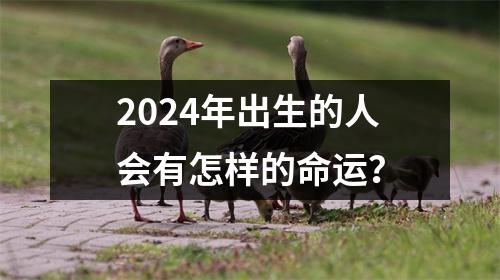 2024年出生的人会有怎样的命运？