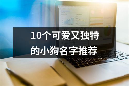10个可爱又独特的小狗名字推荐