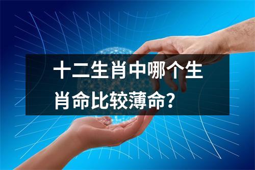 十二生肖中哪个生肖命比较薄命？