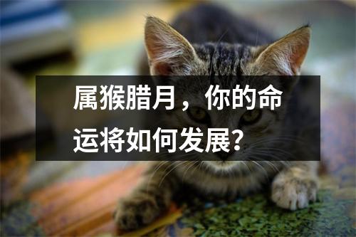 属猴腊月，你的命运将如何发展？