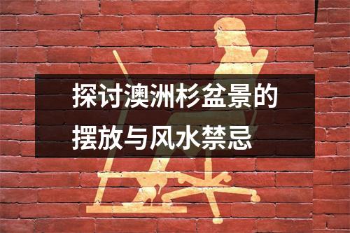 探讨澳洲杉盆景的摆放与风水禁忌