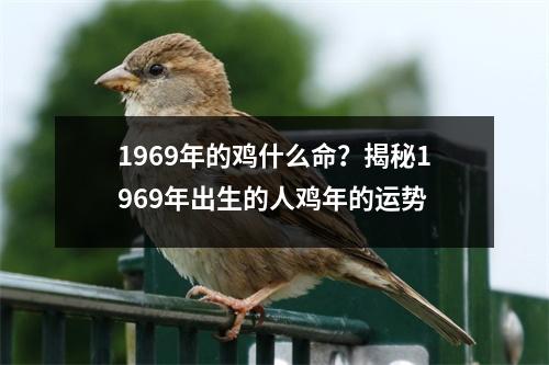 1969年的鸡什么命？揭秘1969年出生的人鸡年的运势
