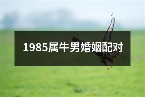 1985属牛男婚姻配对