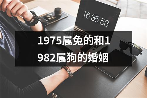 1975属兔的和1982属狗的婚姻