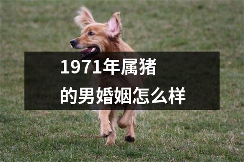 1971年属猪的男婚姻怎么样