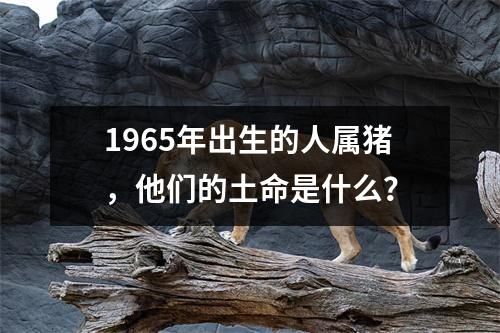 1965年出生的人属猪，他们的土命是什么？