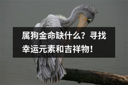 属狗金命缺什么？寻找幸运元素和吉祥物！
