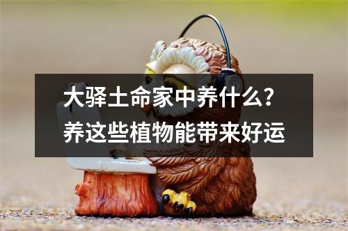 大驿土命家中养什么？养这些植物能带来好运