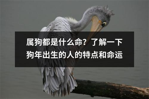 属狗都是什么命？了解一下狗年出生的人的特点和命运