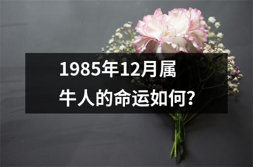 1985年12月属牛人的命运如何？