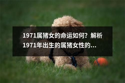 1971属猪女的命运如何？解析1971年出生的属猪女性的命运。