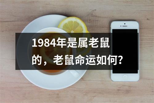 1984年是属老鼠的，老鼠命运如何？